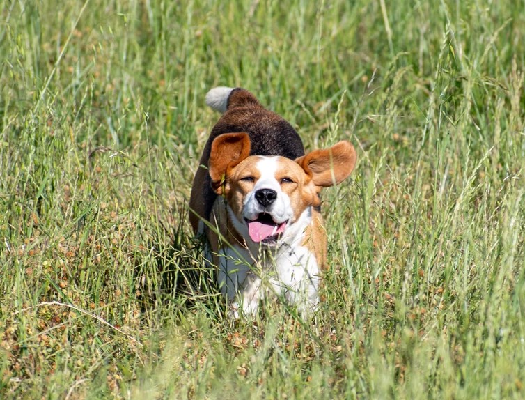 Beagle Puppies for Sale in Colorado